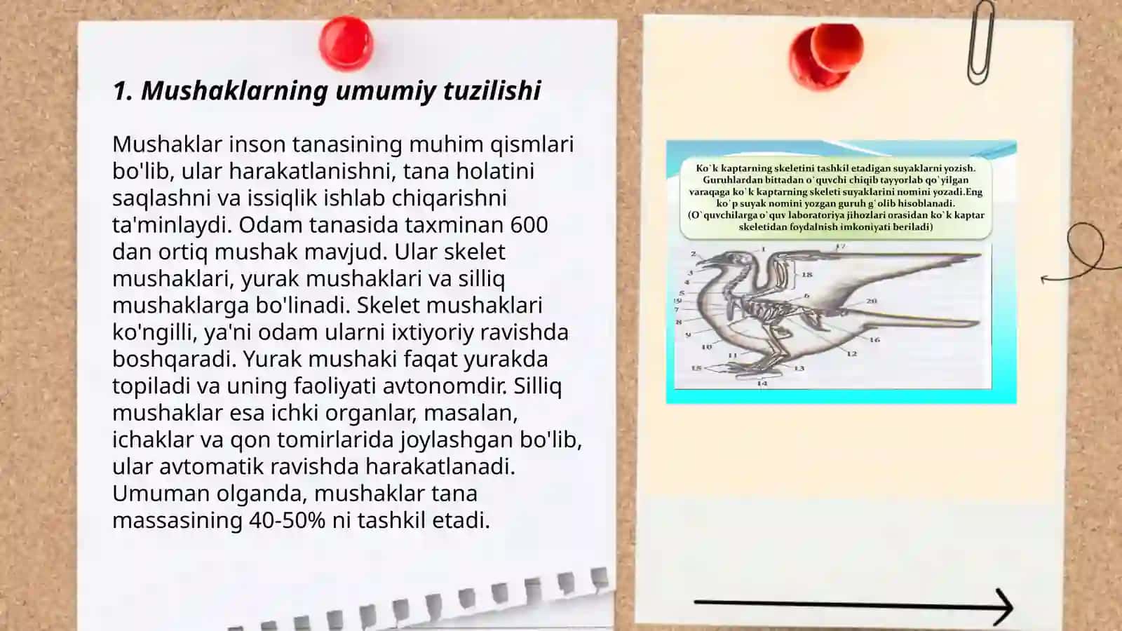 Mushaklarning tuzilishi, tana bosh boʻyin muskullarining tuzilishi va vazifalari 3