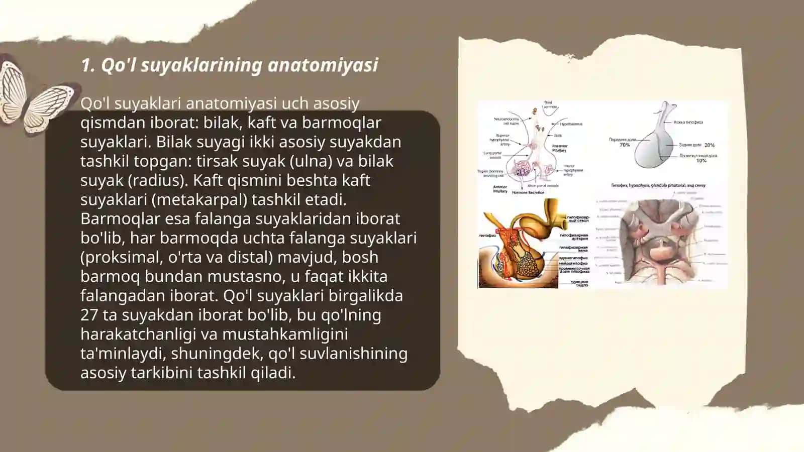 Qo'l suyaklarini variantli anatomiyasi rivojlanish nuqsonlari qo'l suyaklari rivojlanishiga ichki va tashqi faktorlar 3