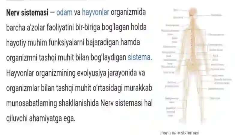 Nerv sistemasining tuzilishi va fiziologiyasi 3