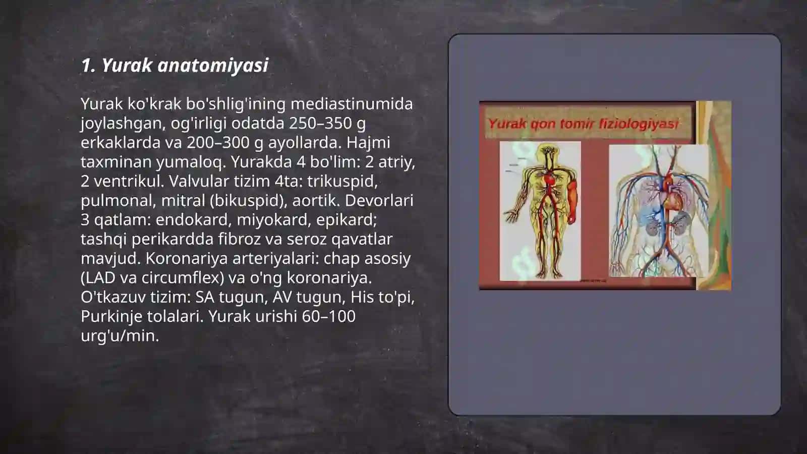 Yurak anatomiyasi 3
