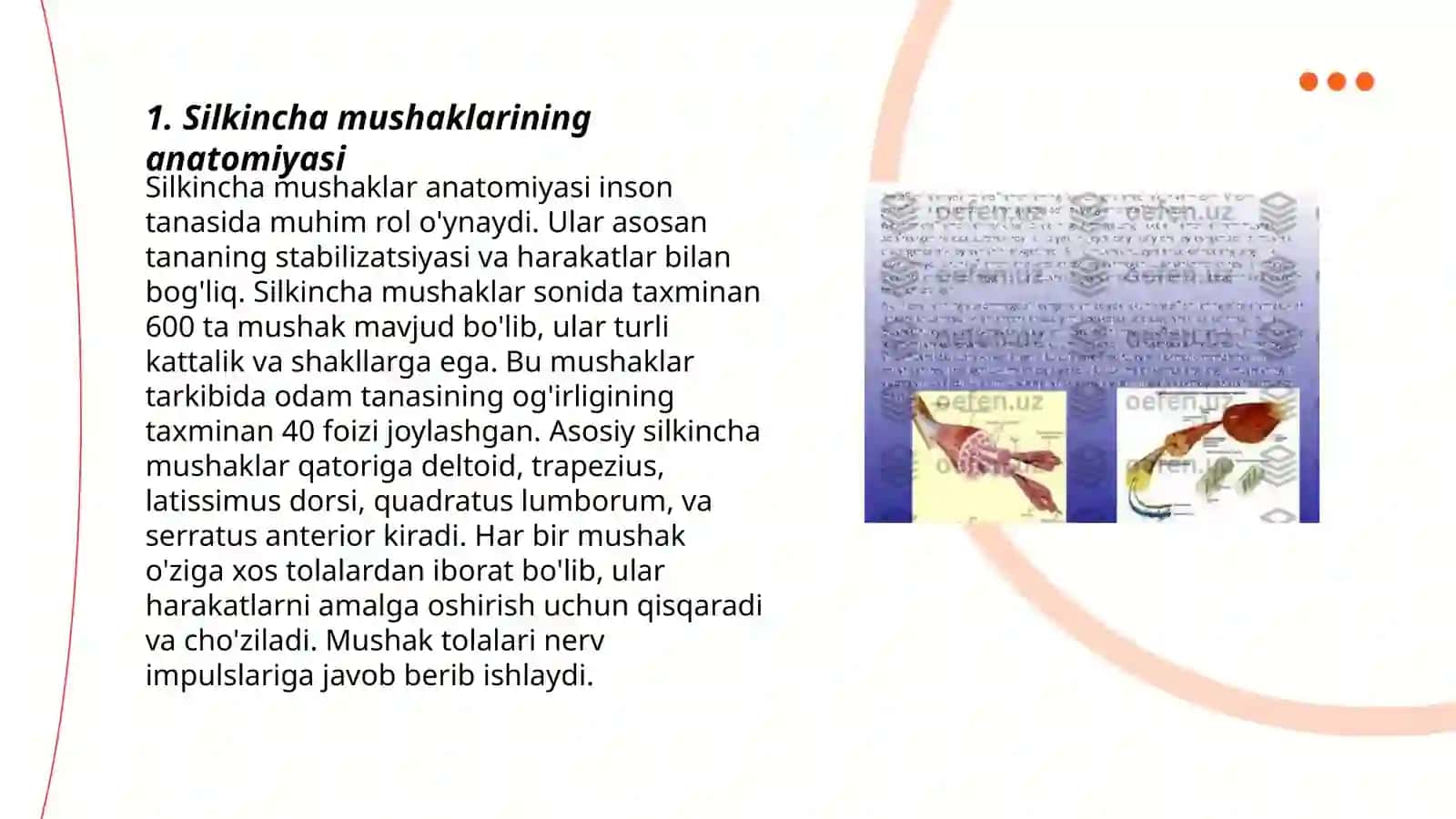 Silkincha mushaklarining anatomiyasi 3