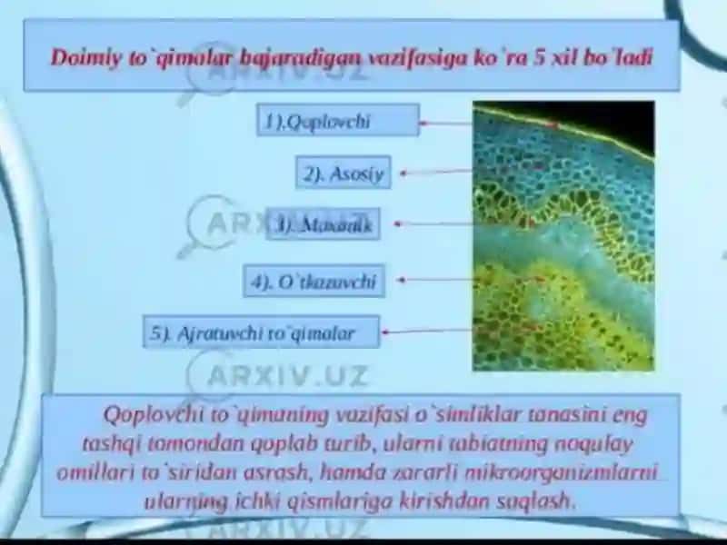 Ajratuvchi jamgaruvchi to'qima 3