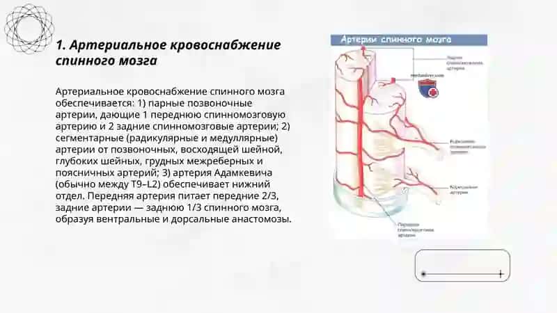 Кровообращения спинного мозга 3