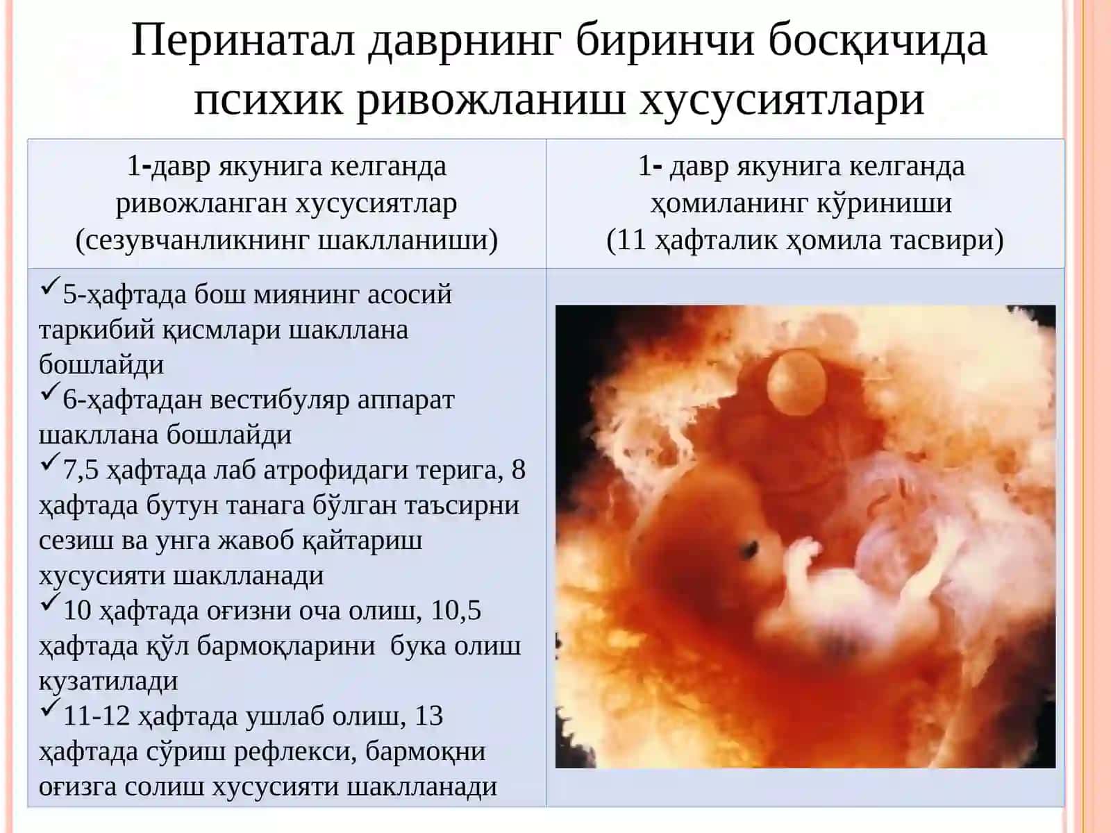 Перинатал ва чақалоқлик даврларида психофизиологик хусусиятлар 3