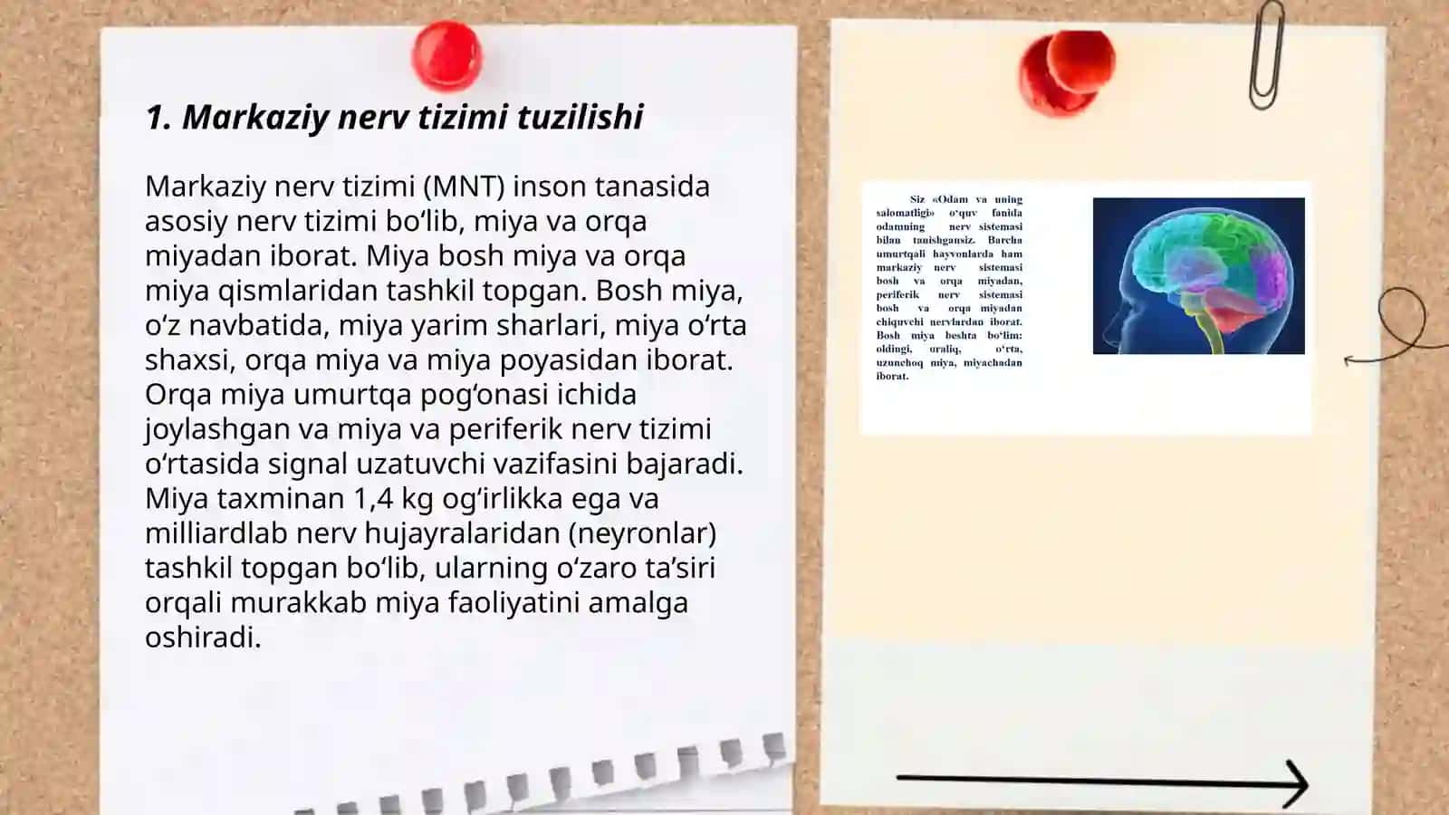 Markaziy nerv tizimining fizologiyasi 3