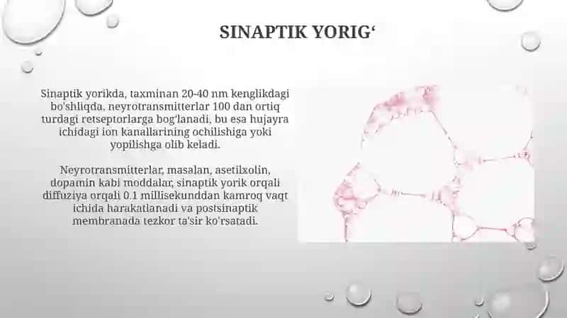 Nerv implusi hosil boʻlishi oʻtkazilishining biokimyosi sinaptik oʻtkazishlar 3