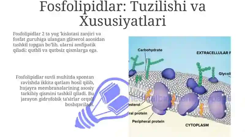 Fosfolipidlar va Oqsillar: Biosintez va Tuzilish 3