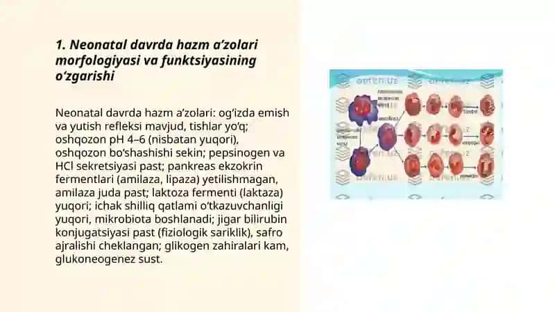 Neonatal davrda hazm a’zolari morfologiyasi va funktsiyasining o‘zgarishi, Bolalik va o‘smirlikda oshqozon-ichak trakti sekretsiya faoliyatining yoshga bog‘liq xususiyatlari 3