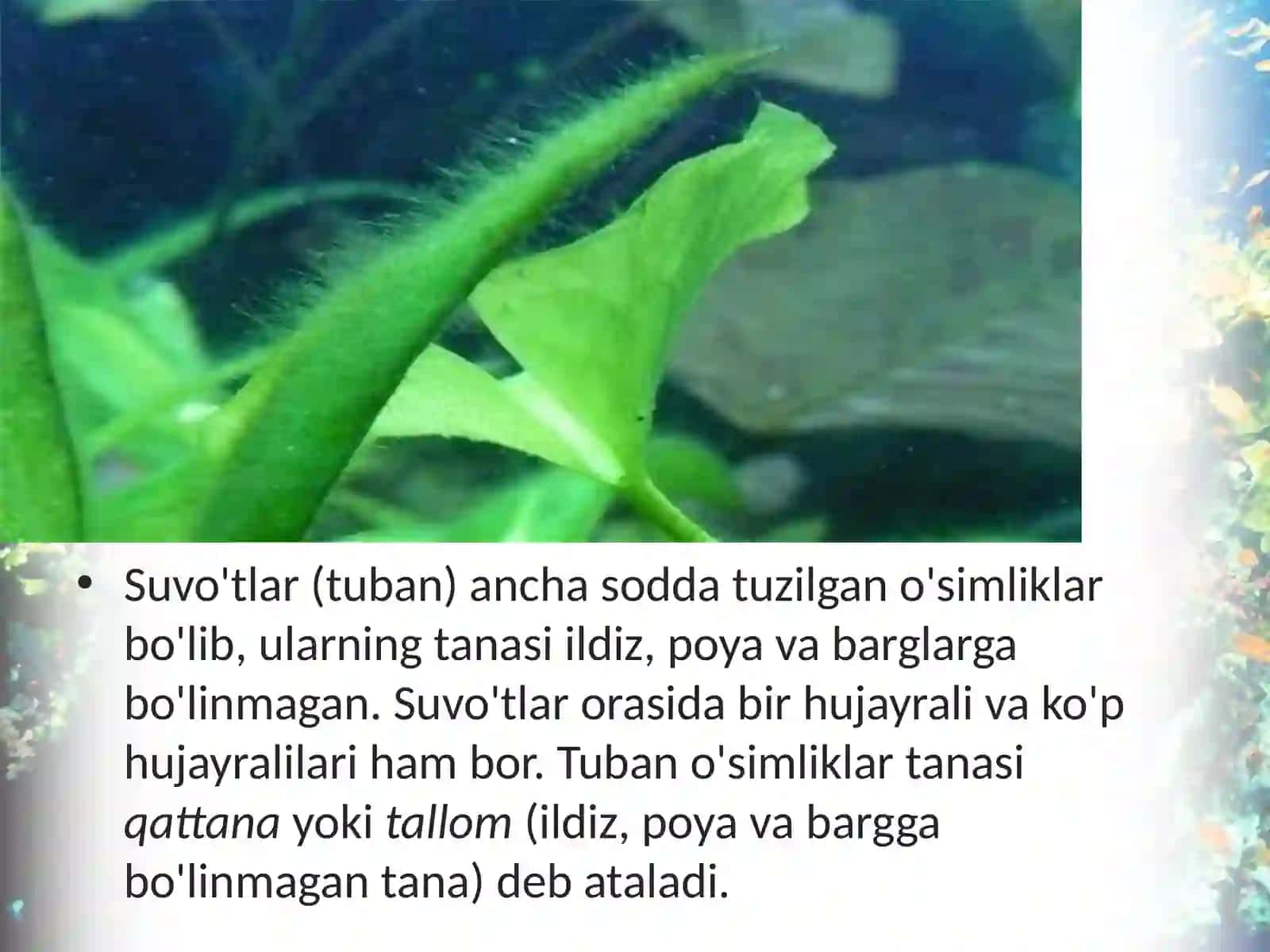 6-sinf Botanika Suvo'tlar, bir hujayrali yashil suvo'tlari 3