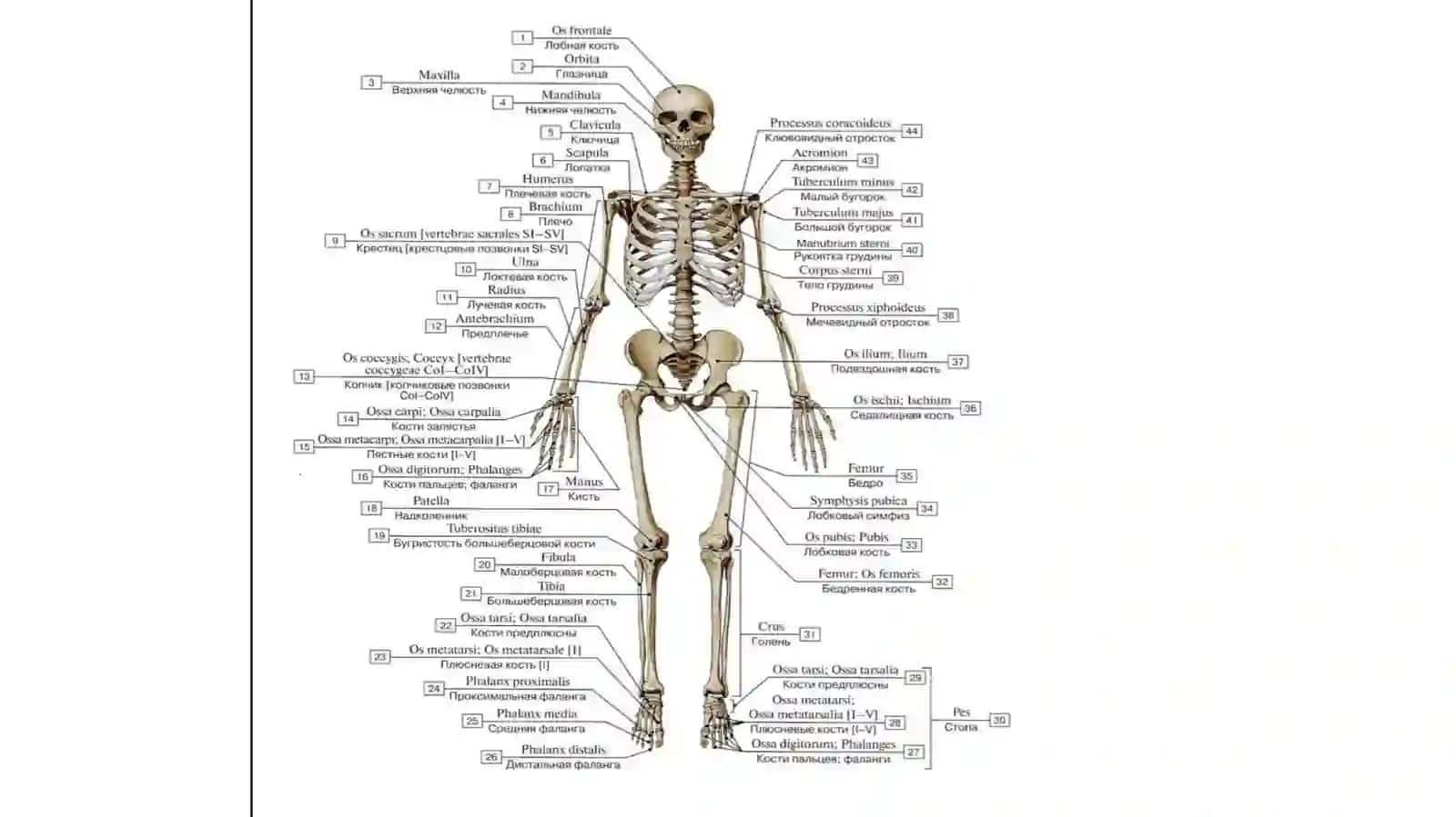 UMUMIY OSTEOLOGIYA. SKELET HAQIDA UMUMIY TUSHUNCHA 3