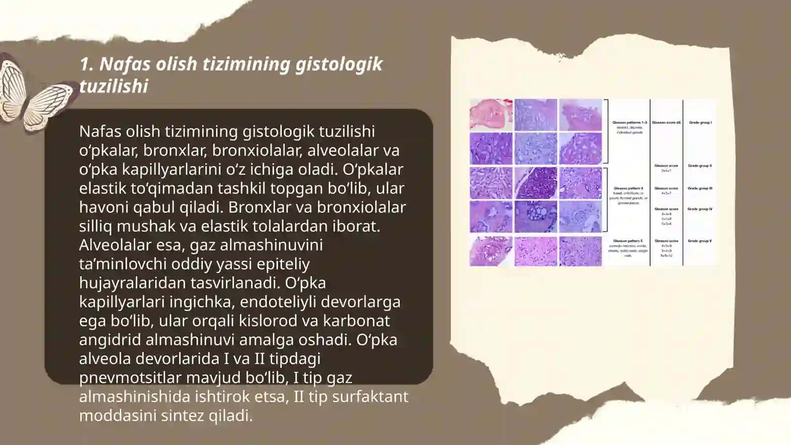 Nafas olish tizimi aʼzolarining qiyosiy gistologik tasnifi 3
