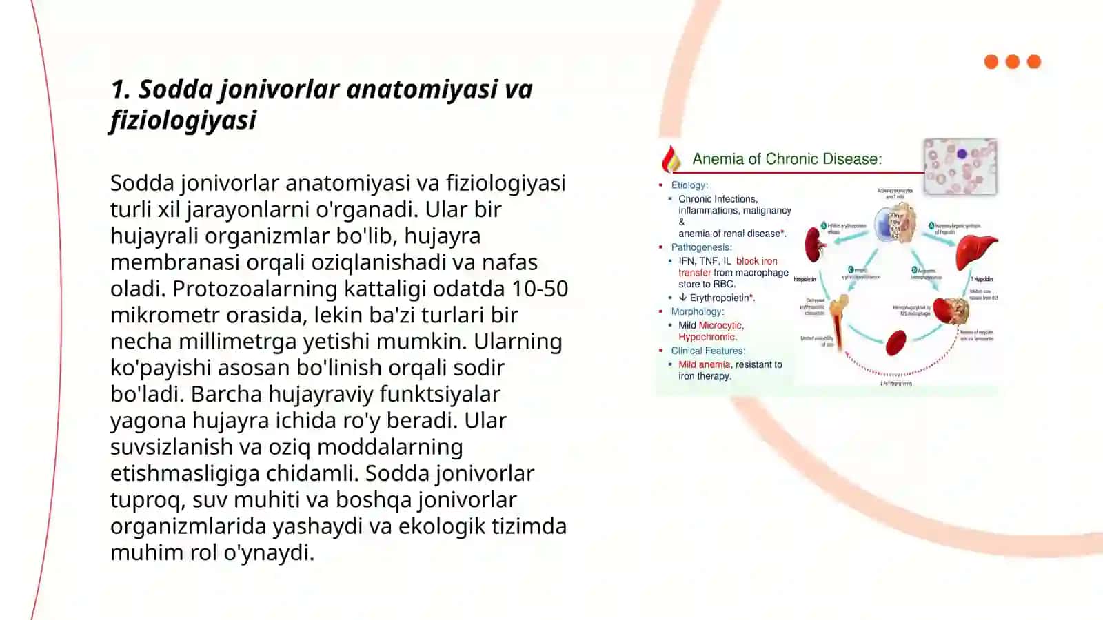 Sodda jonivorlar anatomiyasi va fiziologiyasi 3