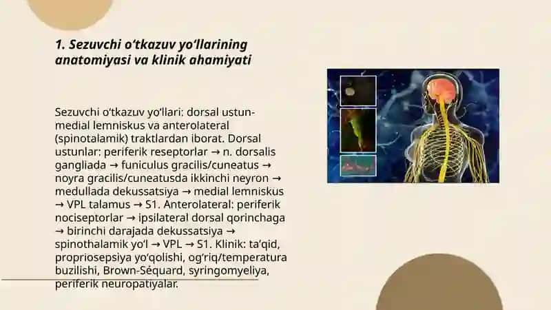 Sezuvchi oʻtkazuv yoʻllarining anatomiyasi va klinik ahamiyati 3