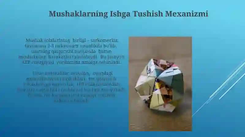 Gavda Mushaki vazifasi va tuzilishi 3