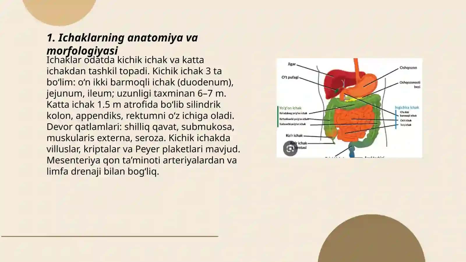 Ichaklarning anatomiya va morfologiyasi 3