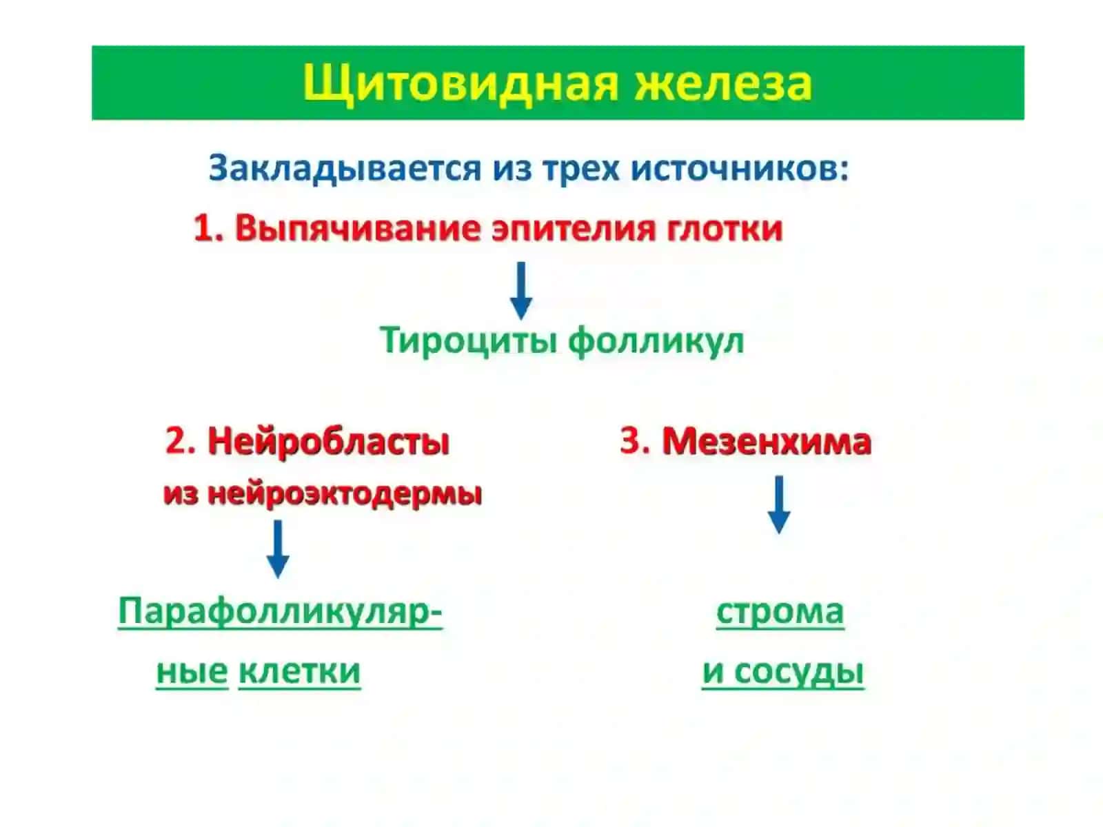 ПЕРИФЕРИК ЭНДОКРИН СИСТЕМА ҚАЛҚОНСИМОН БЕЗ 3