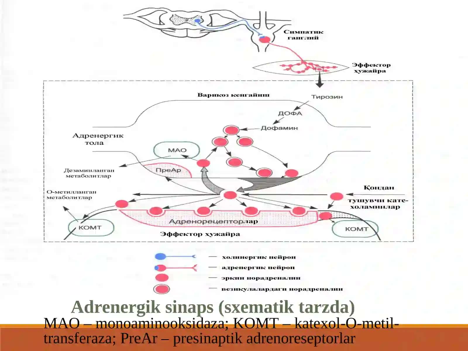 Adrenoretseptorlarni qo’zg’atuvchi vositalar 3