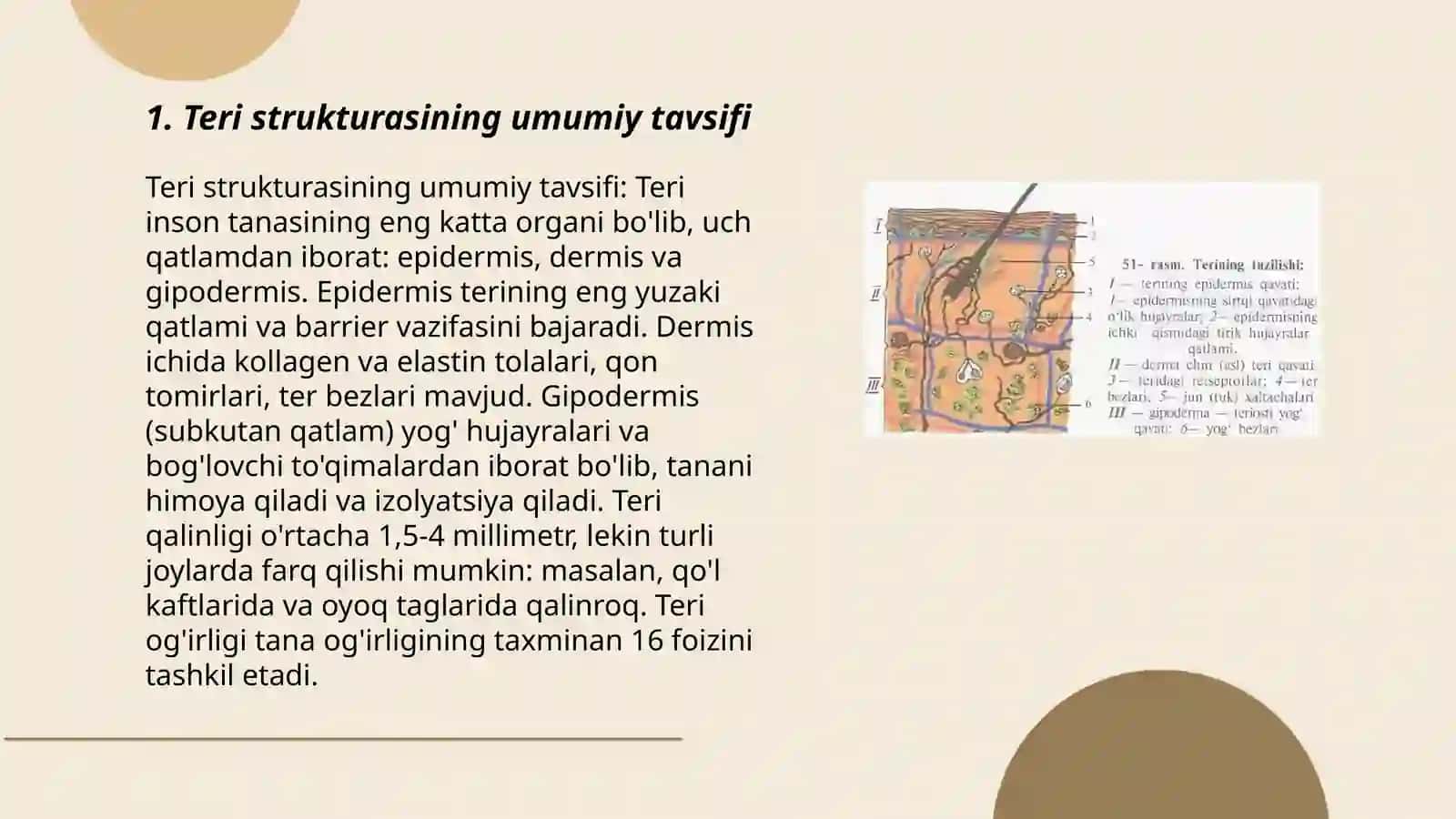 Teri va soch tuzilishi. Epidermis va derma qavatlari 3