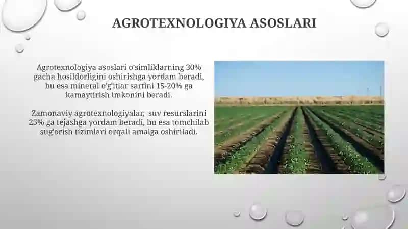 Rayhon urug'chili agro texnikasi 3