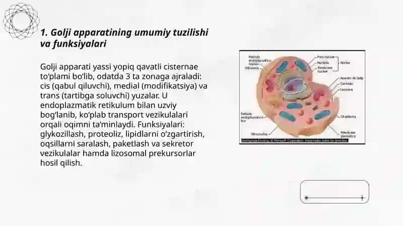 Sitoplazmaning organoidlari-golji apparati va lizosomaning tuizlishi. Kiritmalar 3
