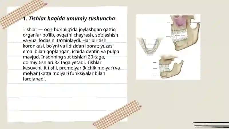 Tishlar haqida umumiy tushuncha 3