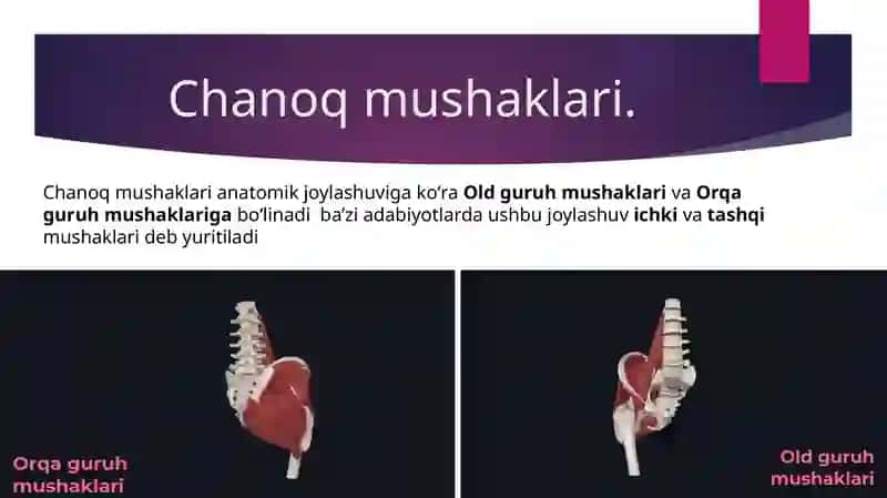 Oyoq muskullari va fassiyalari,Chanoq muskullari,son mushaklari, boldir mushaklari va panja mushaklari. 3