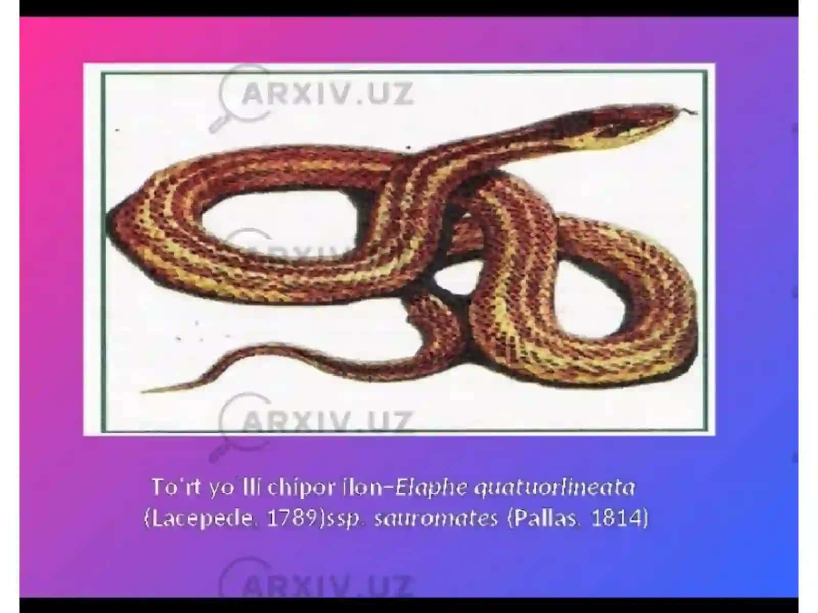 Kattakillbuqa 3