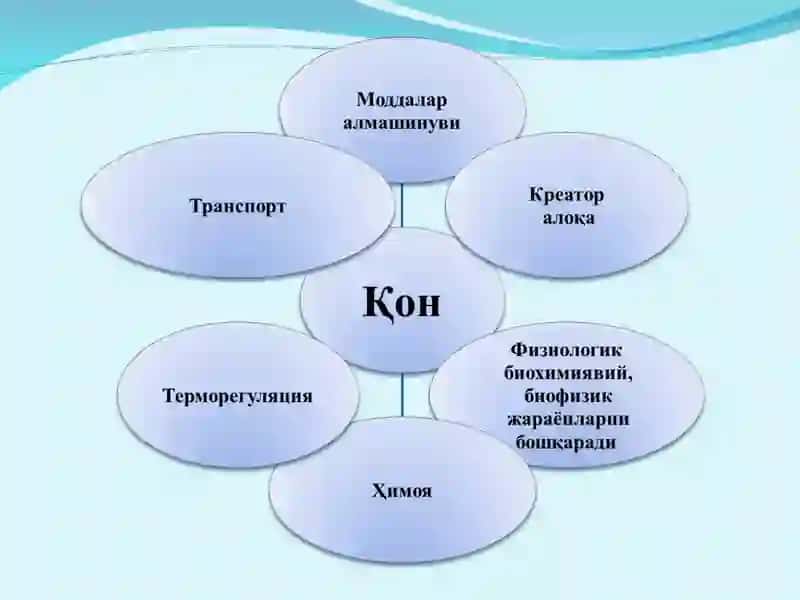 QON VA QON AYLANISH TIZIMINING YOSH XUSUSIYATLARI VA GIGIENASI 3