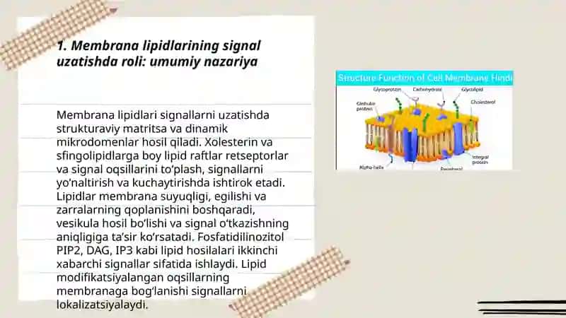 Membrana lipidlarining hujayraga signal oʼtkazishidagi ahamiyati 3