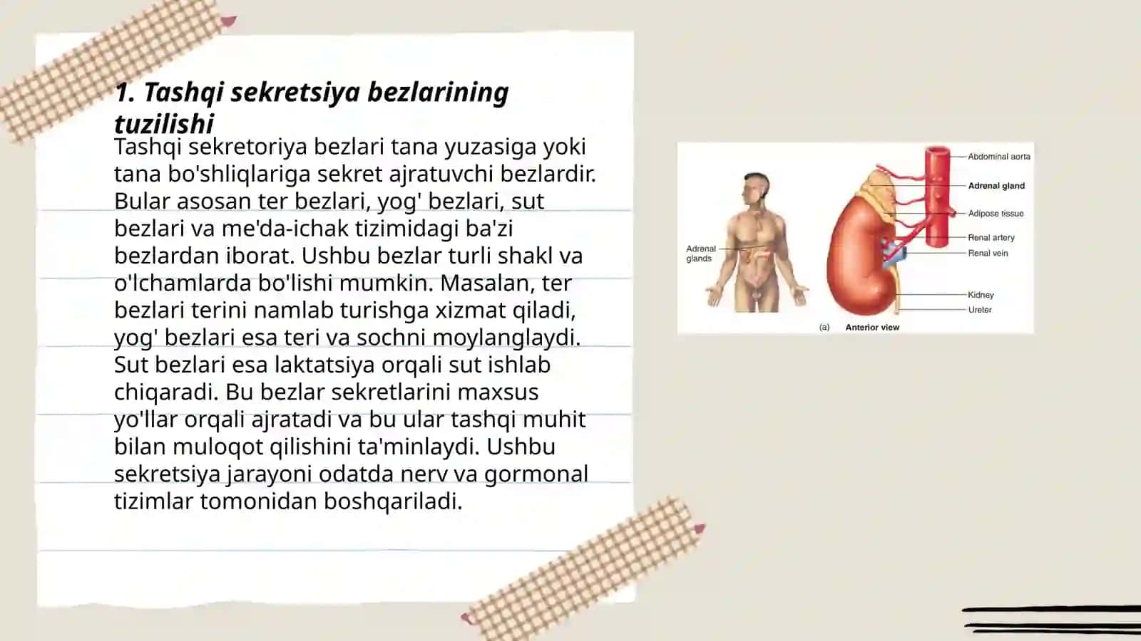 Tashqi sekretsiya bezlari va fiziologiyasi 3
