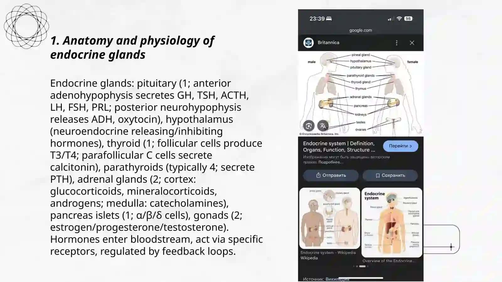 Endocrin system 3