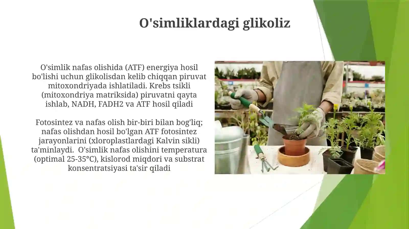 Nafasolish jarayonining oʻsimlik metabolizmidagi oʻrni 3