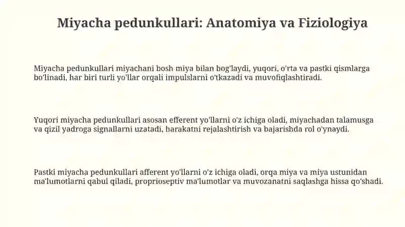 Miyacha pedunkullari: Anatomiya va Fiziologiya 3