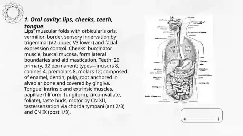 Anatomy of digestive system 3