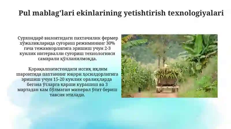 Pul mablag'lari ekinlarining yetishtirish texnologiyalari 3
