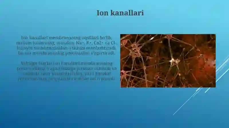 Nerv tolalari va sinapslar fizologiyasi 3