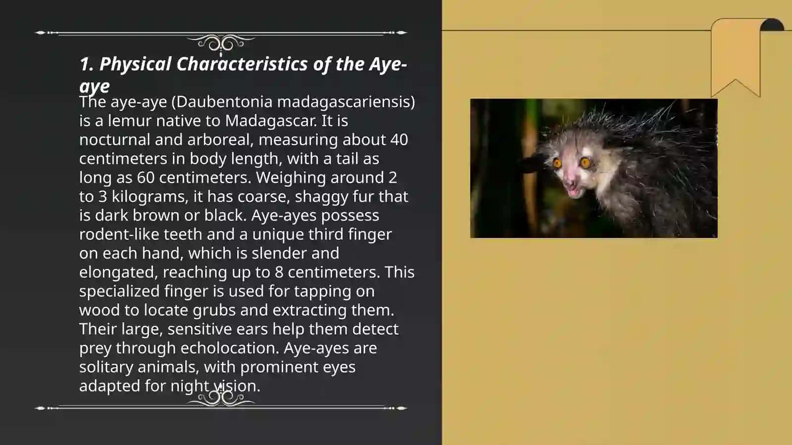 Physical Characteristics of the Aye-aye 3