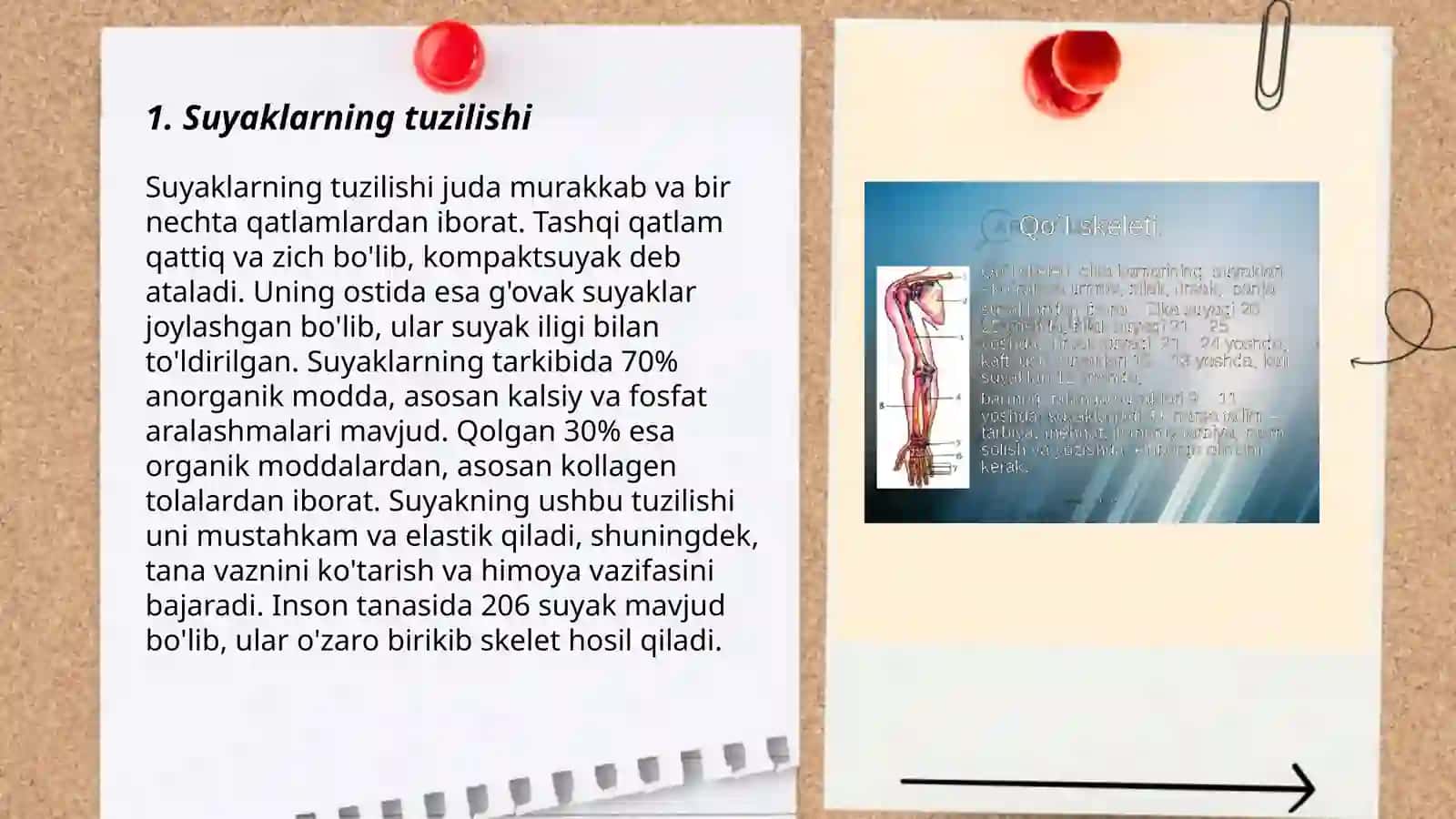 Ayirish va tayanch harakatlanish sistemasi. Suyaklar 3