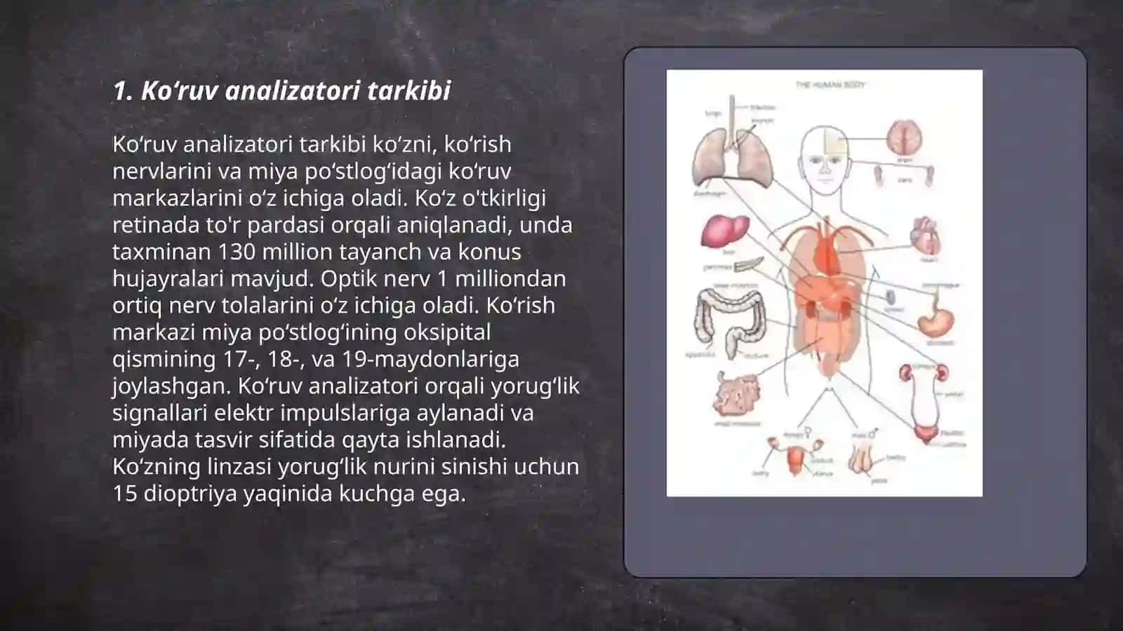 Ko‘ruv analizatorning funktsional va klinik anatomiyasi 3