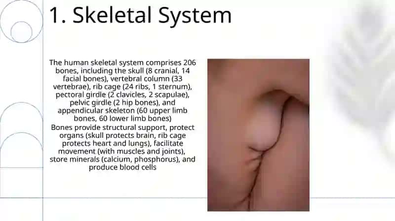 Parts of the body 3