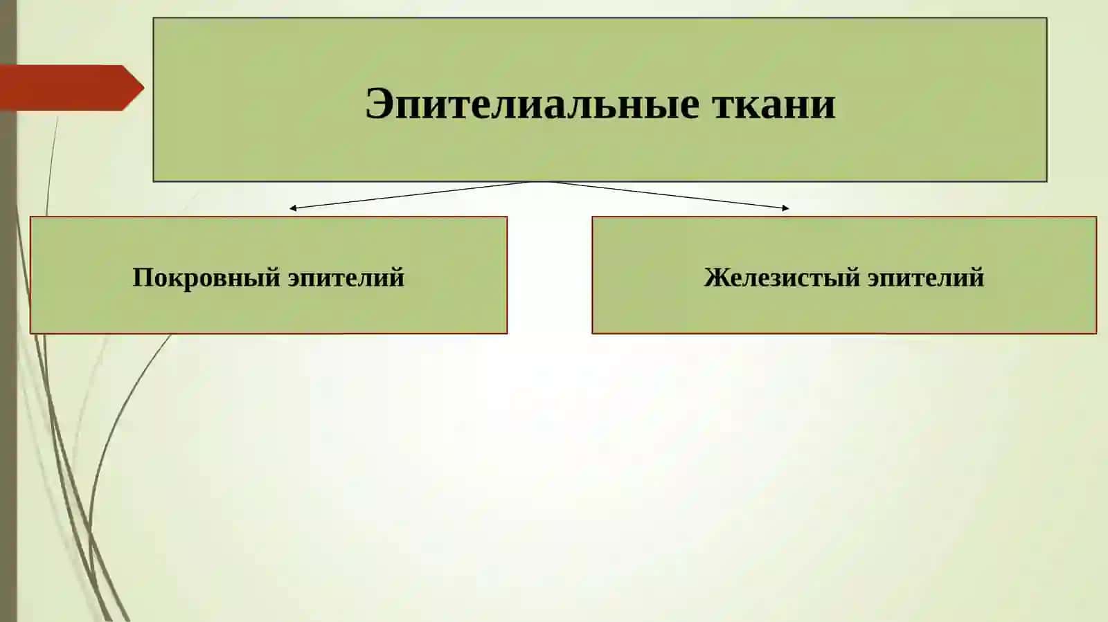 Основы гистологии.Виды тканей 3