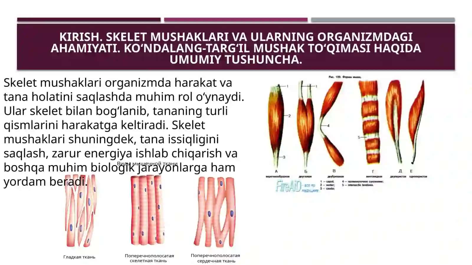 Ko`ndalang-targ`ilskelet mushak to`qimasining tuzilishi 3