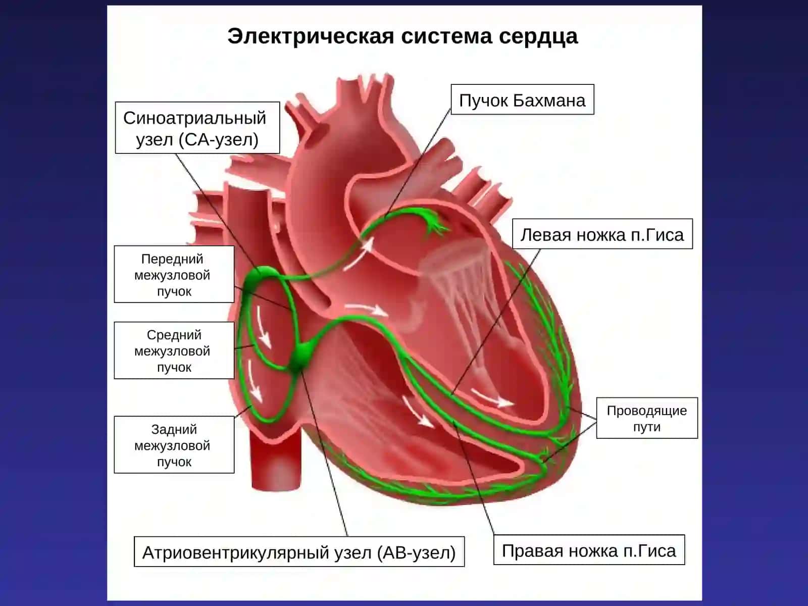 Анализ ритма сердца 3