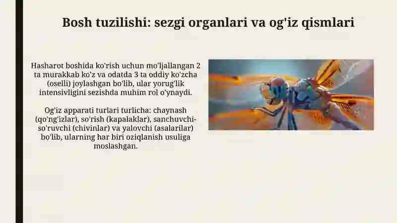 Bosh tuzilishi: Sezgi organlari va og'iz apparatlari 3
