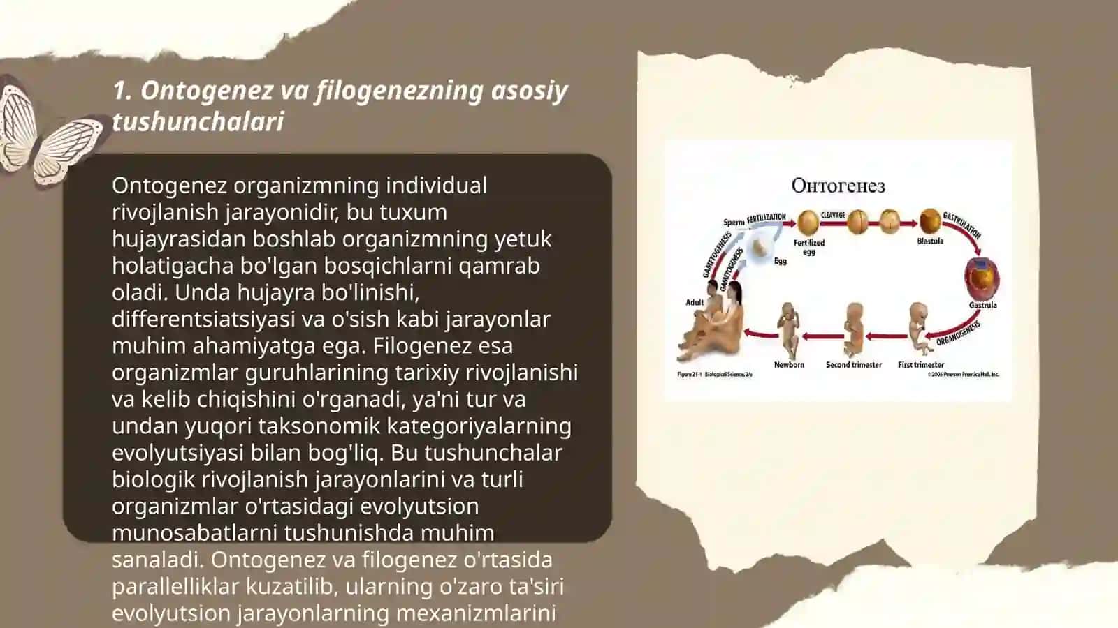 Ontogenetik va filogenetik guruhlar evolyutsiyasi. Antropogenez 3
