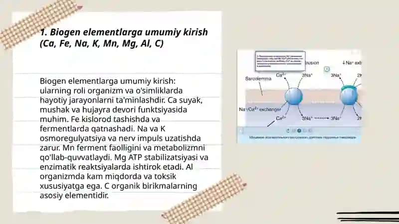 Biogen elementlar Ca Fe Na K Mn Mg Al C haqida slayd boʻlsin 3