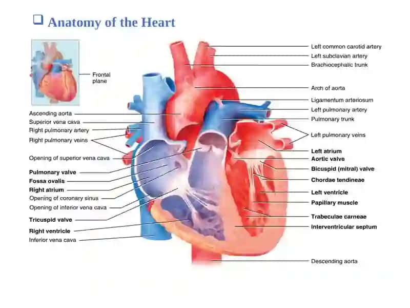 Cardiovascular system 3