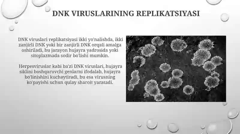 Virusologiyahujayragakirishi,koʻpayishi(Reproduksiyasi) 3