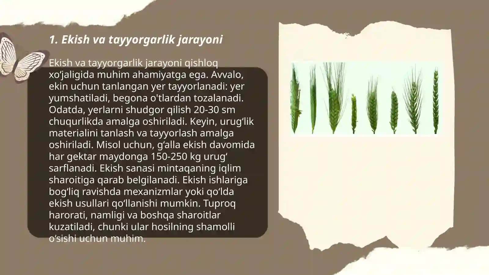 Bugʻdoy yetishtirish texnologiyasi 3