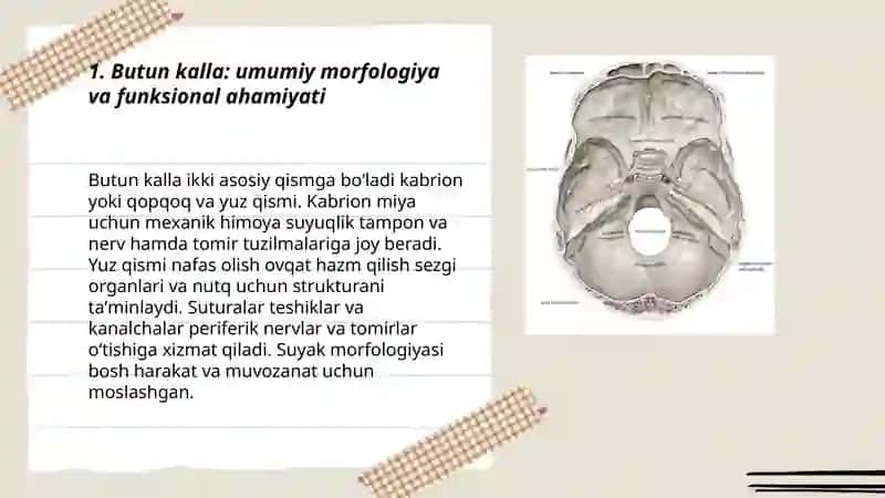Butun kalla. Kalla suyagining asosi. Kalla suyagining topografiyasi 3
